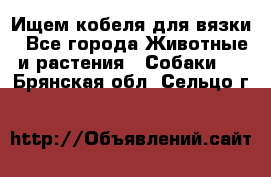 Ищем кобеля для вязки - Все города Животные и растения » Собаки   . Брянская обл.,Сельцо г.